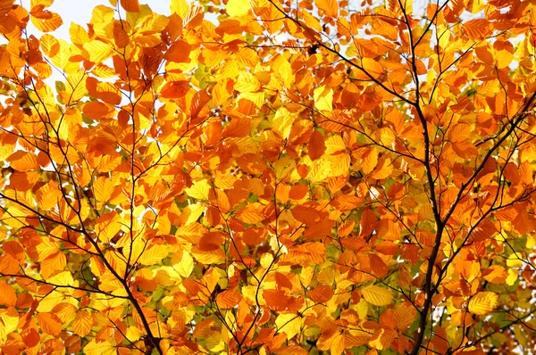 Gouden herfst — Stockfoto