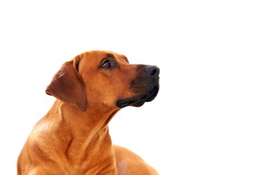 Rodezya ridgeback