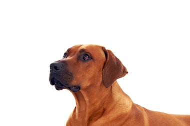 Rodezya ridgeback