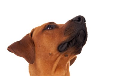 Rodezya ridgeback