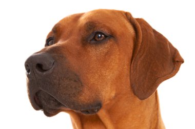 Rodezya ridgeback
