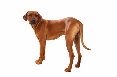 Rodezya ridgeback