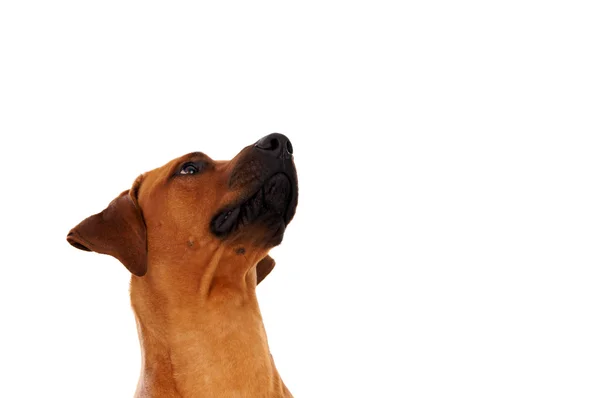 Rhodesian ridgeback — Stock Photo, Image