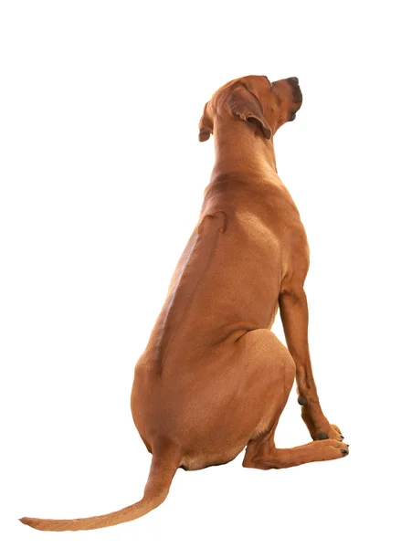 Rhodesian-Ridgeback — Stockfoto