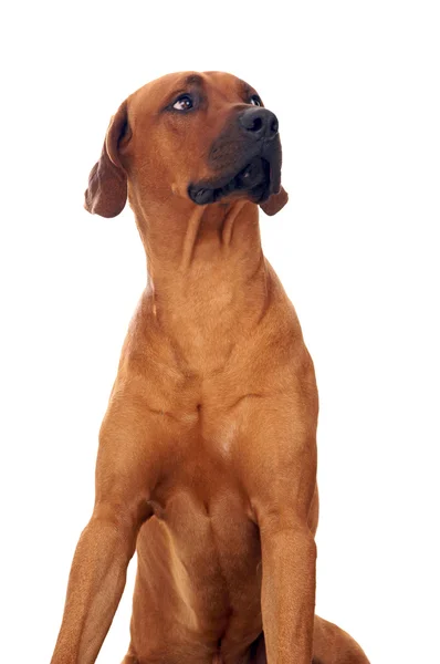 Ridgeback de Rodesia — Foto de Stock