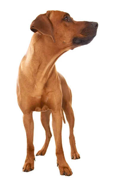 Rhodesian Ridgeback — Stockfoto