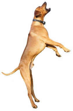 Rodezya ridgeback