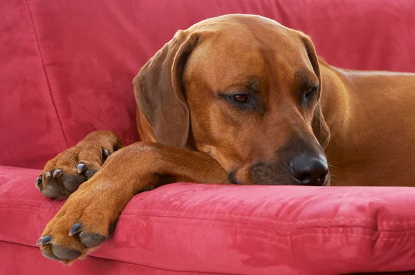 Ridgeback de Rodesia — Foto de Stock