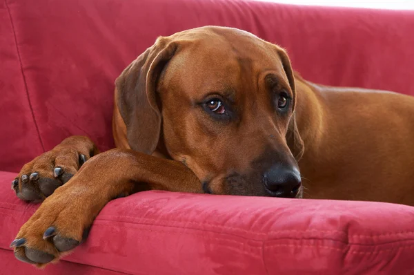 Rhodesian Ridgeback — Stockfoto