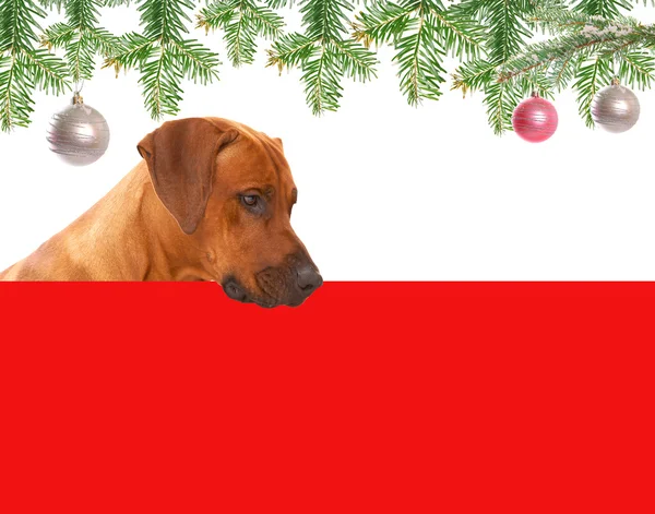 Christmas Dog — Stock Photo, Image