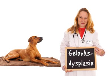 Veterinarian and Dog clipart
