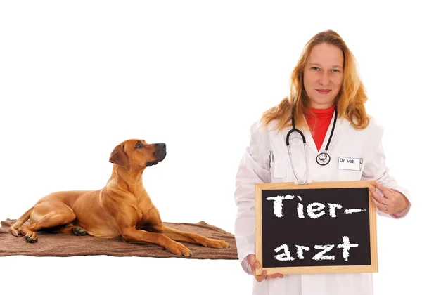 Tierarzt und Hund — Stockfoto