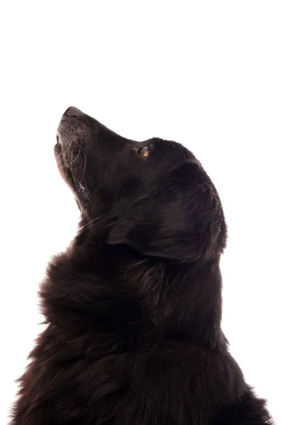 Perro mirando hacia arriba — Foto de Stock