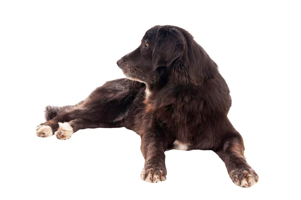 Hund gör fastställa — Stockfoto