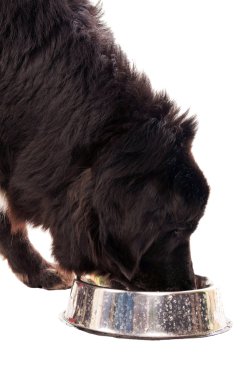 Yemek yerken köpek.