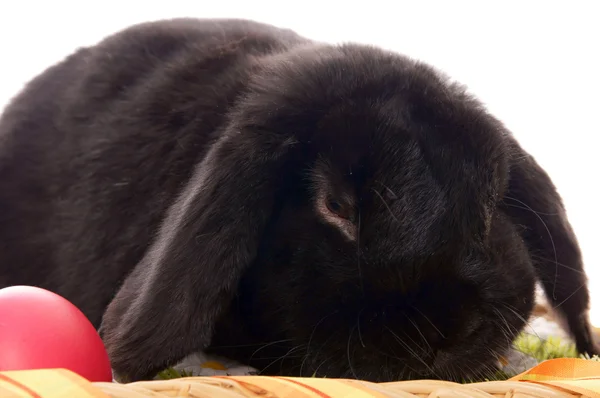 Ostern — Stockfoto