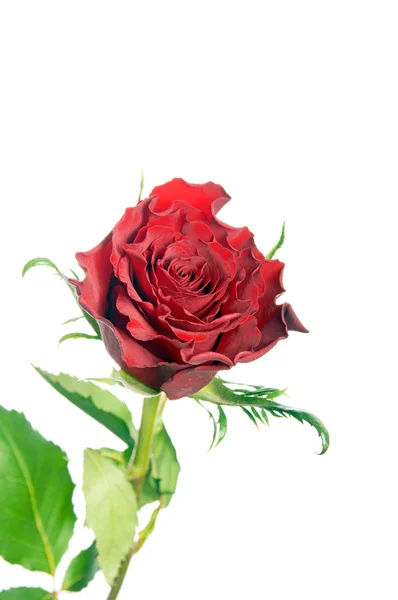 Rote Rose — Stockfoto