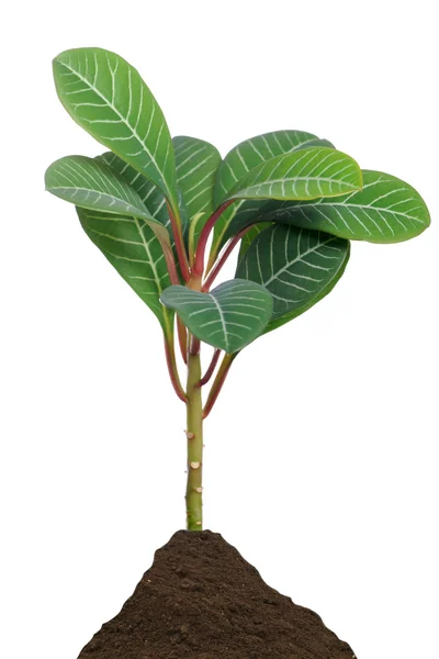 Green plant — Stock Photo, Image