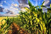kukuřičné pole