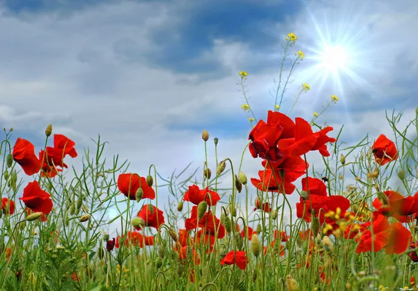 Amapolas — Foto de Stock