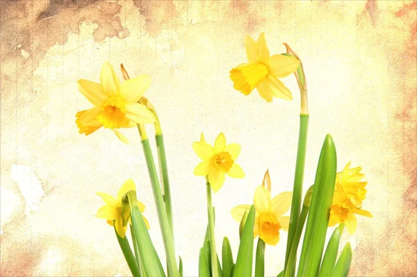 Daffodils — Stock Photo, Image