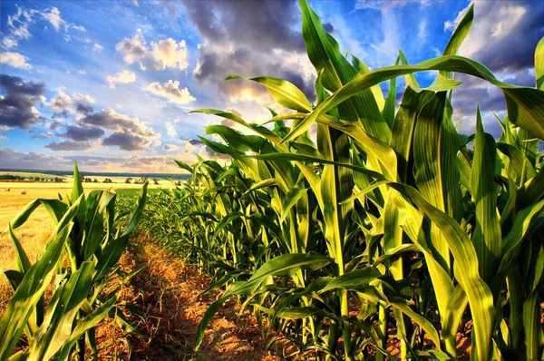 Maisfeld Stockfoto