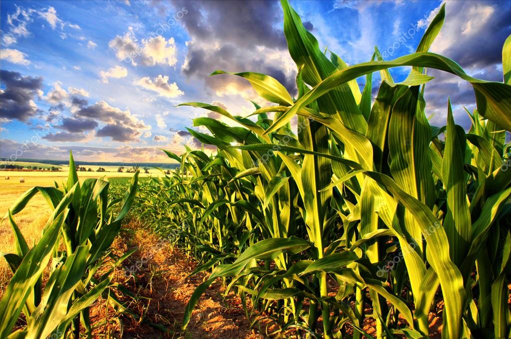 Milpa fotos de stock, imágenes de Milpa sin royalties | Depositphotos