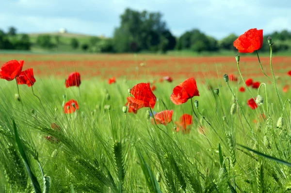 Poppies and grain field — Stock Photo, Image