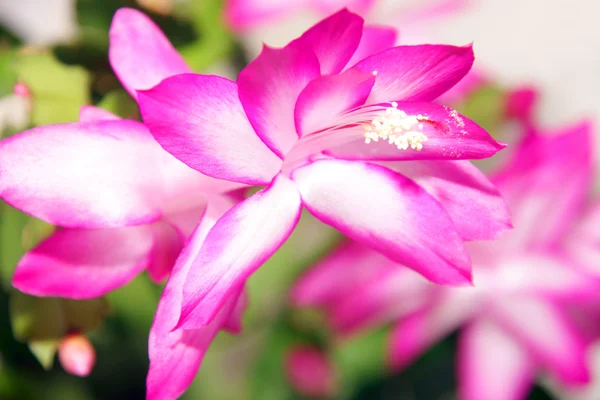 Květ schlumbergera — Stock fotografie