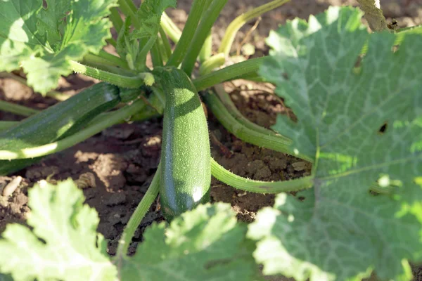 Ciruelas — Foto de Stock