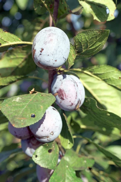 Plums — Stock Photo, Image