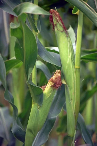 Rośliny kukurydzy — Zdjęcie stockowe