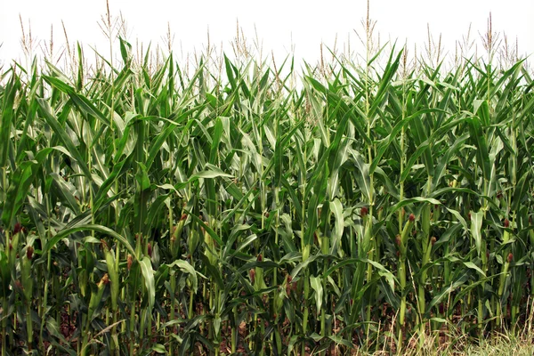 Maize plants — Stock Photo, Image