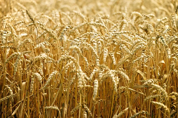 Wheat field — Stock Photo, Image