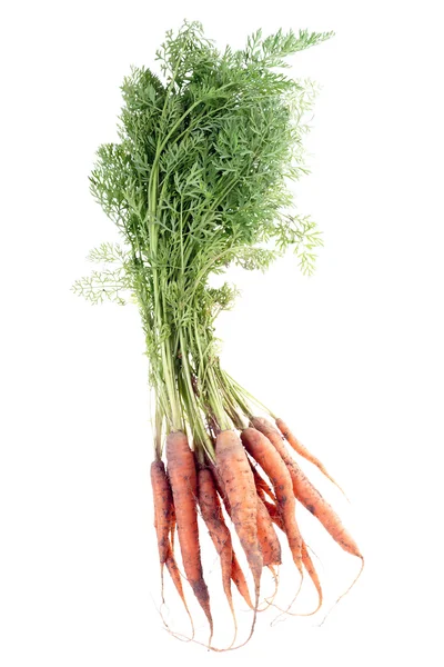 Carrots — Stock Photo, Image