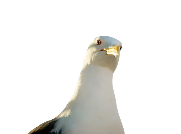 Gaviota — Foto de Stock