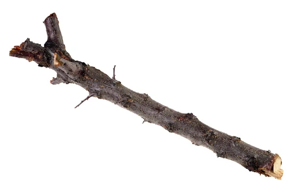 Branch — Stock Photo, Image