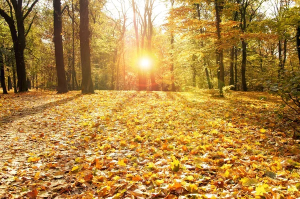 Gouden herfst — Stockfoto