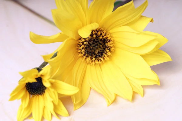 Yellow flowers — Stock Photo, Image