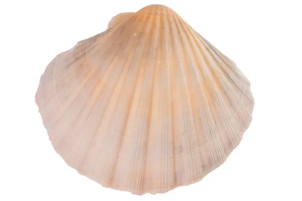 Seashell — Stock Photo, Image