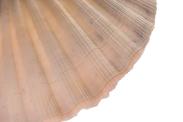 Seashell — Stock Photo, Image