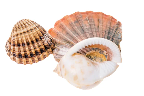 Seashells — Stock Photo, Image