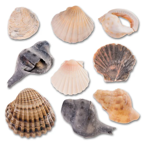 Muscheln — Stockfoto