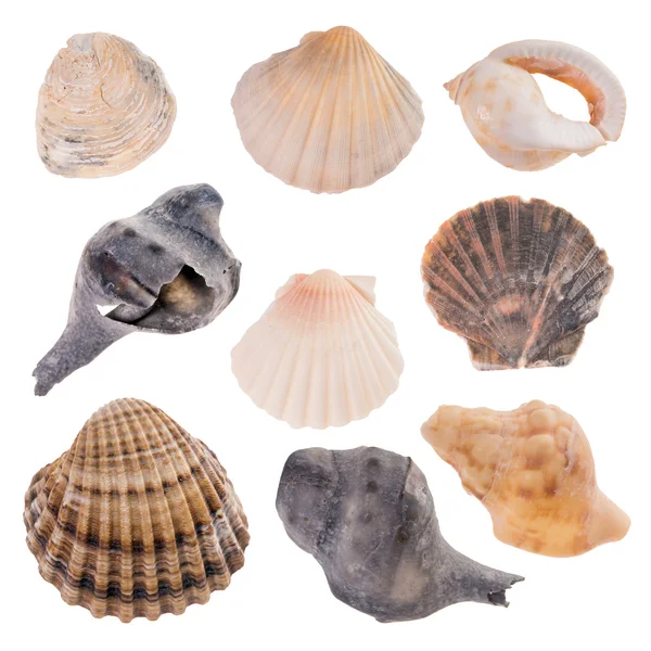 Muscheln — Stockfoto