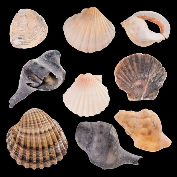 Muscheln — Stockfoto