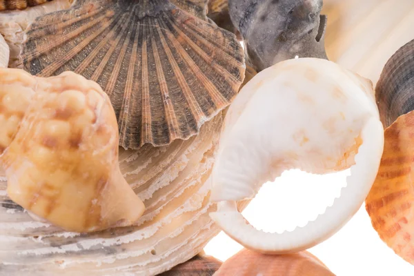 Seashells — Stock Photo, Image