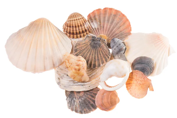 Seashells — Stock Photo, Image