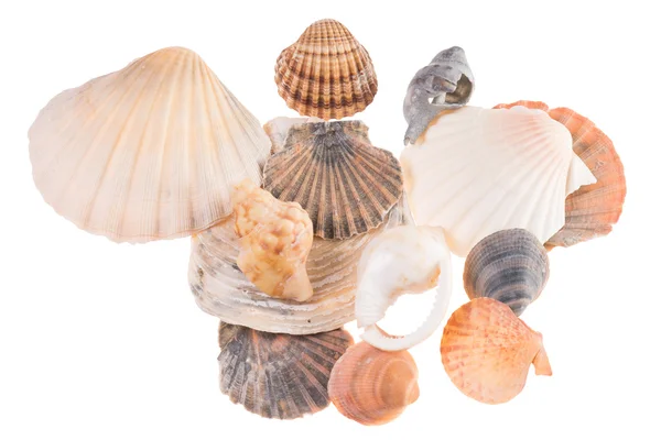 Muscheln — Stockfoto