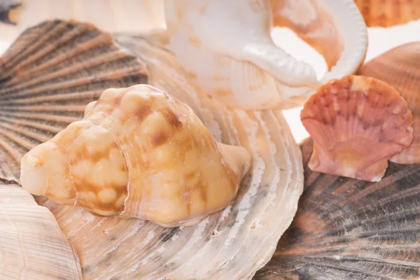 Seashells — Stock Photo, Image