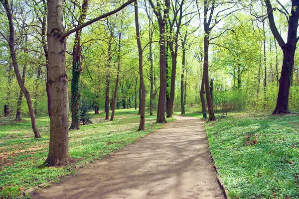 Skog spår — Stockfoto